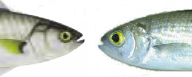 Salmon and herring comparison